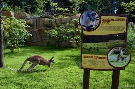 Roo Valley at the Cincinnati Zoo: What to know before you go