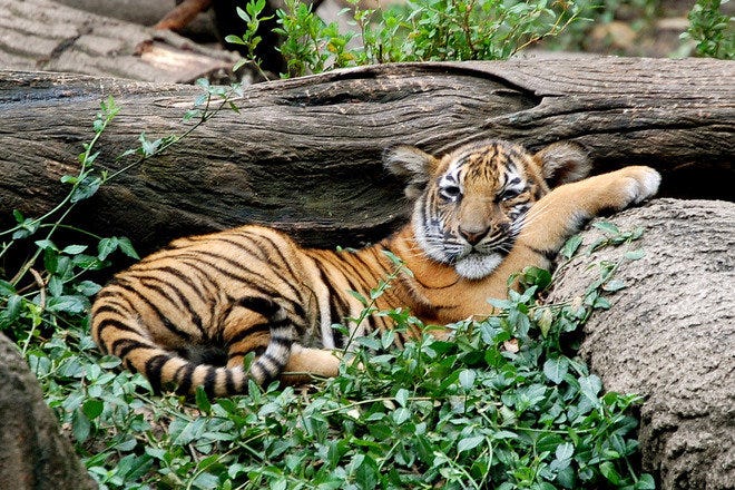 Cincinnati Zoo  tiger